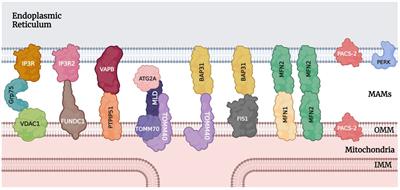 Mitochondria-associated endoplasmic reticulum membranes (MAMs) and their role in glaucomatous retinal ganglion cell degeneration—a mini review